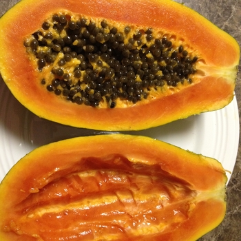 Carica papaya - Papaya