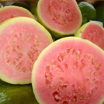 Psidium guajava - Guava