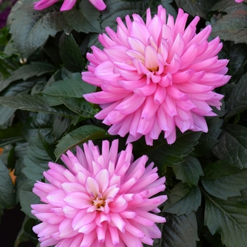 Dahlia - 'XXL Veracruz'