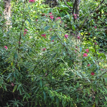 Rondeletia leucophylla - Panama Rose