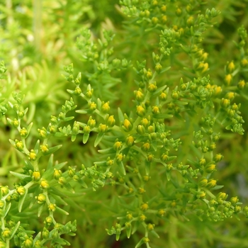 Sedum mexicanum - Lemon Sedum