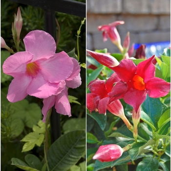 Mandevilla sanderi - Mandevilla