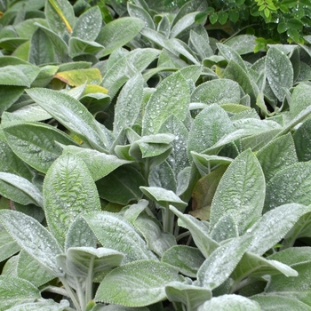 Stachys byzantina - 'Helene von Stein' Lamb's Ears