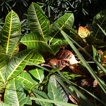 Codiaeum variegatum - 'Petra' Croton