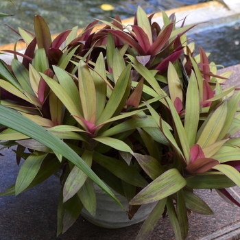 Tradescantia spathacea - Oyster Plant