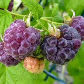 Rubus - 'Glencoe' Raspberry