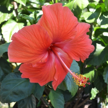 Hibiscus rosa-sinensis - Red Hibiscus