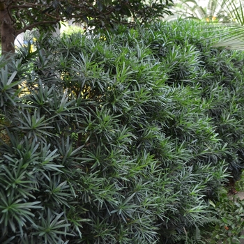 Podocarpus macrophyllus - 'Maki' Podocarpus