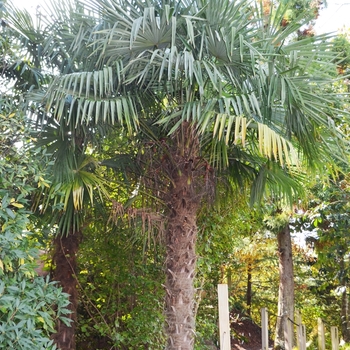 Trachycarpus fortunei - Windmill Palm