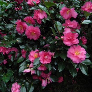 Camellia - Camellia 'Shishi' Rosey Red