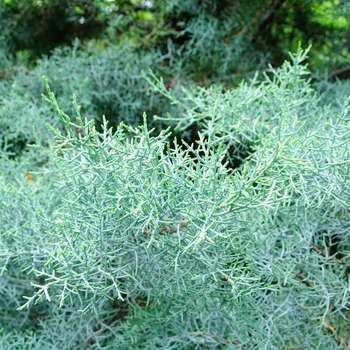 Cupressus arizonica - Arizona Cypress