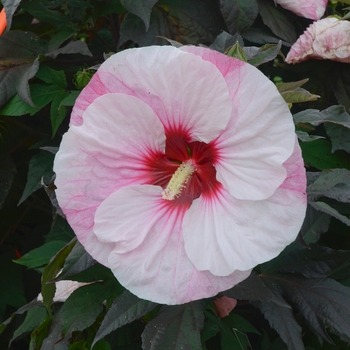 Hibiscus (Rose Mallow) - Summerific® 'Perfect Storm'