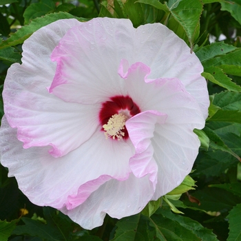 Hibiscus (Rose Mallow) - Summerific® 'Ballet Slippers'