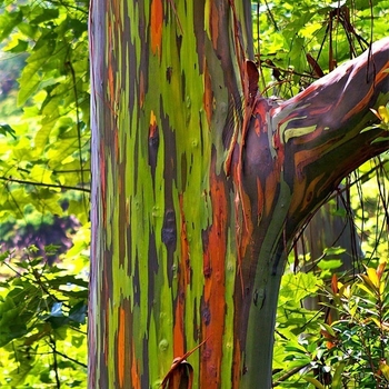 Rainbow Eucalyptus