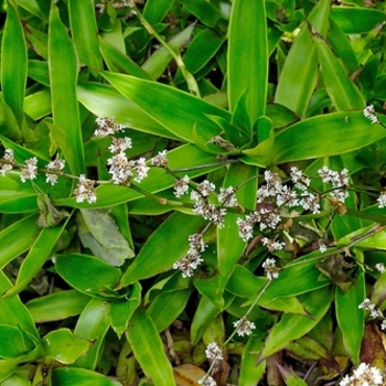 Callisia fragrans - Basket Plant