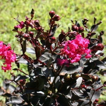 Lagerstroemia indica (Crape Myrtle) - Black Diamond® 'Mystic Magenta™'