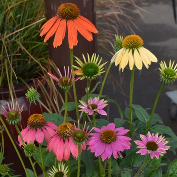 Echinacea - Assorted Echinacea