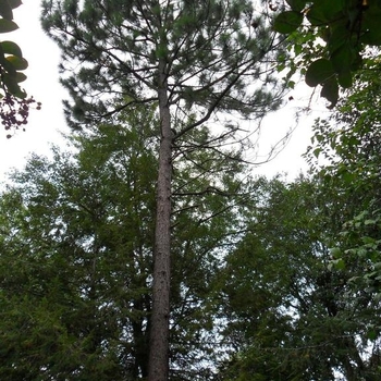 Pinus elliottii - Slash Pine