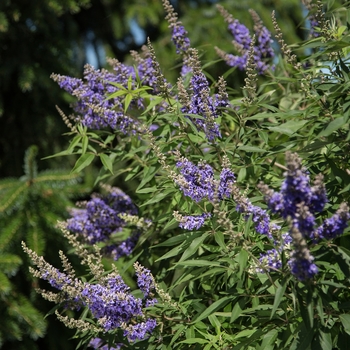 Vitex agnus-castus - 'Delta Blues™' Chastetree