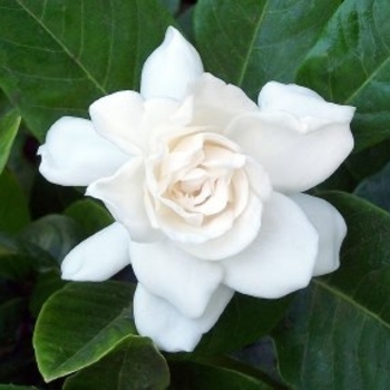 Gardenia jasminoides - Cape Jasmine