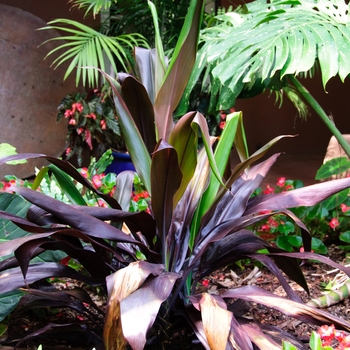 Cordyline fruticosa - Cordyline