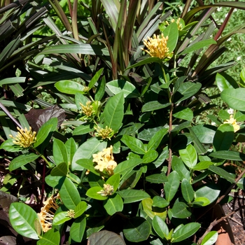 Ixora coccinea - 'Maui Yellow' Flame of the Woods