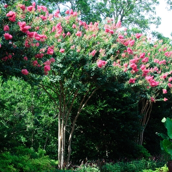 Lagerstroemia - Crape Myrtle 'Tuscarora'