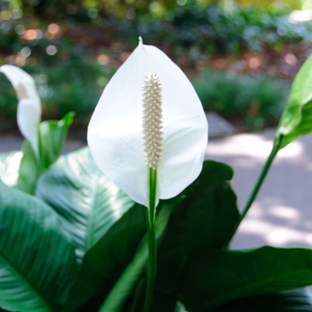 Spathiphyllum wallisii - Peace Lily