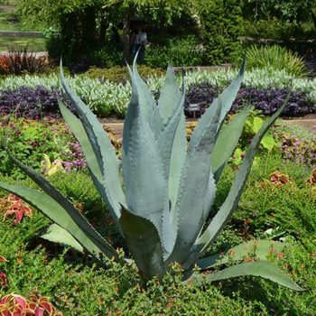 Agave americana - Blue Agave