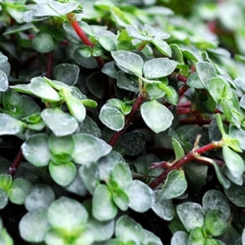 Pilea glauca - 'Baby Tears' Pilea