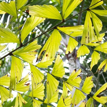 Caryota mitis - Fishtail Palm