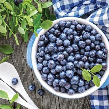 Vaccinium angustifolium - 'Sunshine Blue' Blueberry