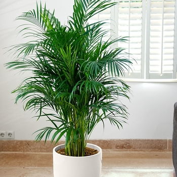 Dypsis lutescens - Areca Palm