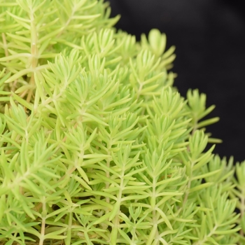 Sedum rupestre - 'Lemon' Stonecrop