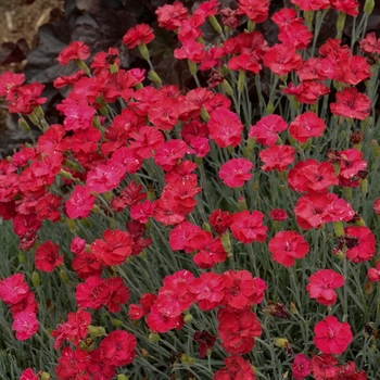 Dianthus - 'Frosty Fire' Dianthus