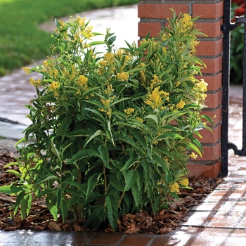 Cestrum nocturnum - Night Blooming Jasmine