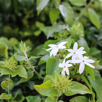 Jasminum multiflorum - Downy Jasmine