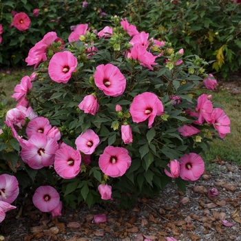 Hibiscus (Rose Mallow) - Summerific® 'Candy Crush'