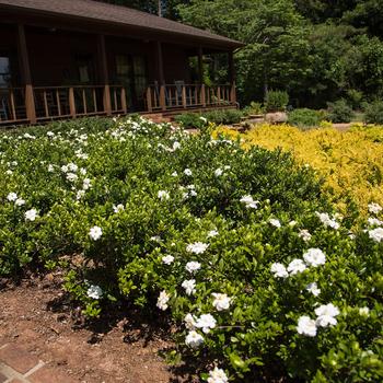 Gardenia jasminoides - 'Double Mint'