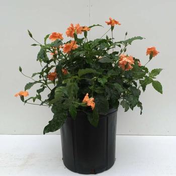 Crossandra infundibuliformis - 'Orange Marmalade' Crossandra