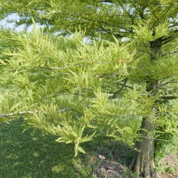 Bald Cypress