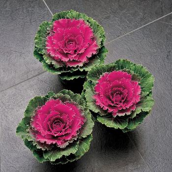 Brassica oleracea - 'Song Bird Red' Ornamental Kale