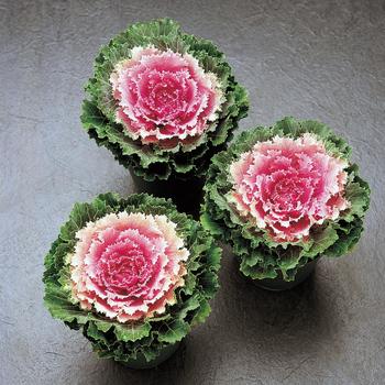 'Song Bird Pink' Ornamental Kale