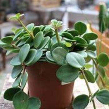 Peperomia rotundifolia - 'Hope' Trailing Jade