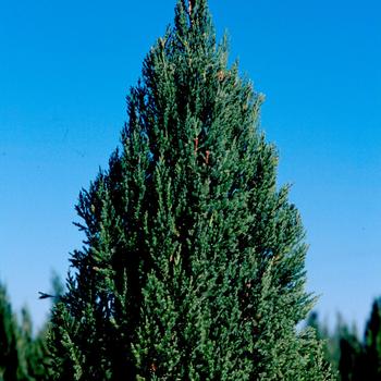 Juniperus chinensis - 'Blue Point' Juniper