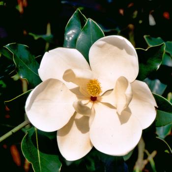 Magnolia grandiflora - Magnolia Little Gem 