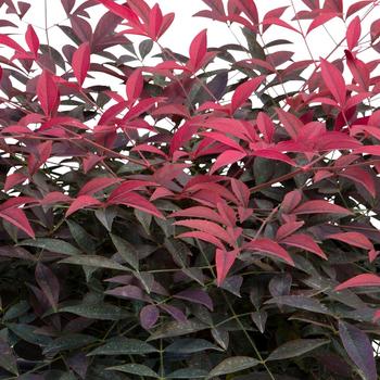 Nandina domestica - 'Flirt™' Heavenly Bamboo