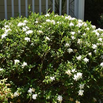 Gardenia jasminoides - Gardenia