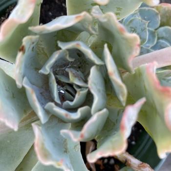 Echeveria shaviana - Mexican Hens