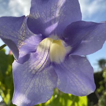 Thunbergia grandiflora - Thunbergia Blue Sky